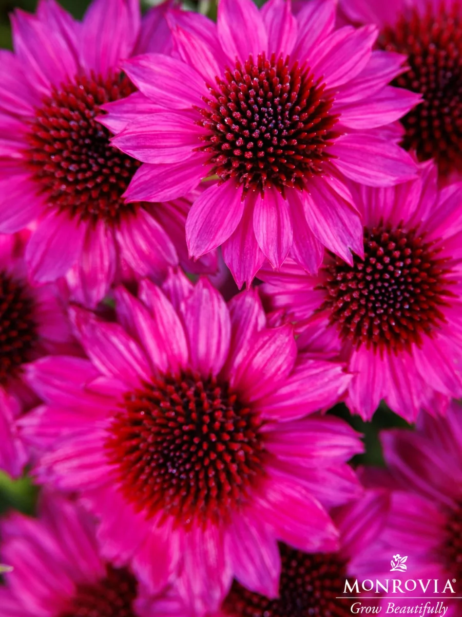 Echinacea Sunmagic Petite Burgundy 1G