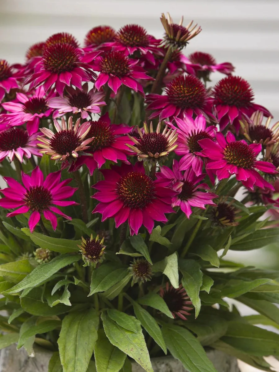 Echinacea Sunmagic Petite Burgundy 1G - Image 2