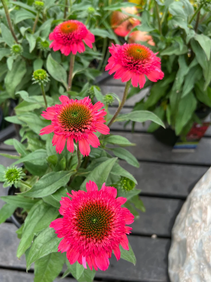 Echinacea Sunny Days Ruby 1G - Image 3