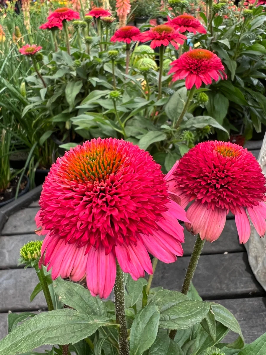 Echinacea Sunny Days Ruby 1G - Image 4
