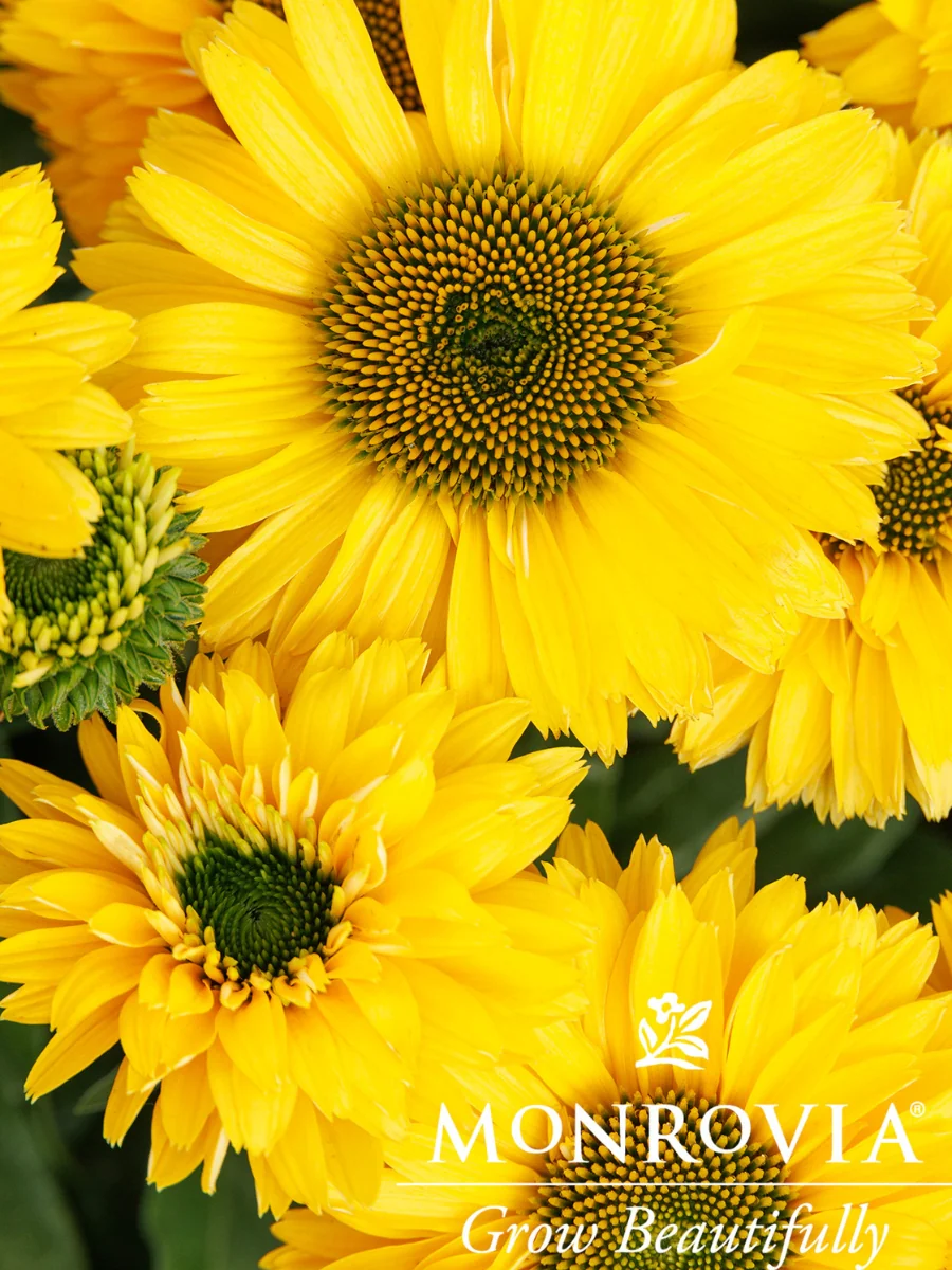 Echinacea 'Sunseekers™ Golden Sun' Coneflower 1G