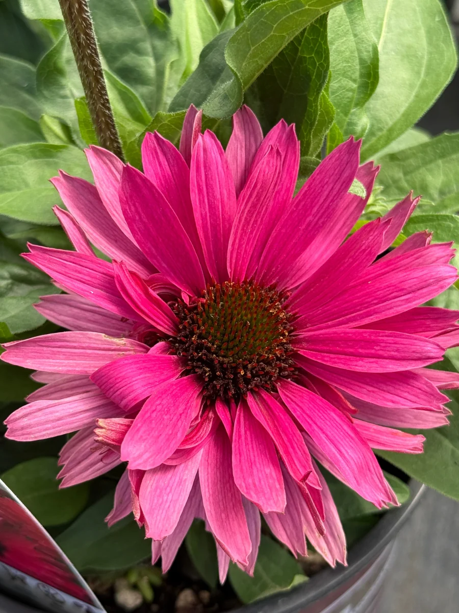 Echinacea 'Sunseekers™ Sweet Fuchsia' Coneflower 1G