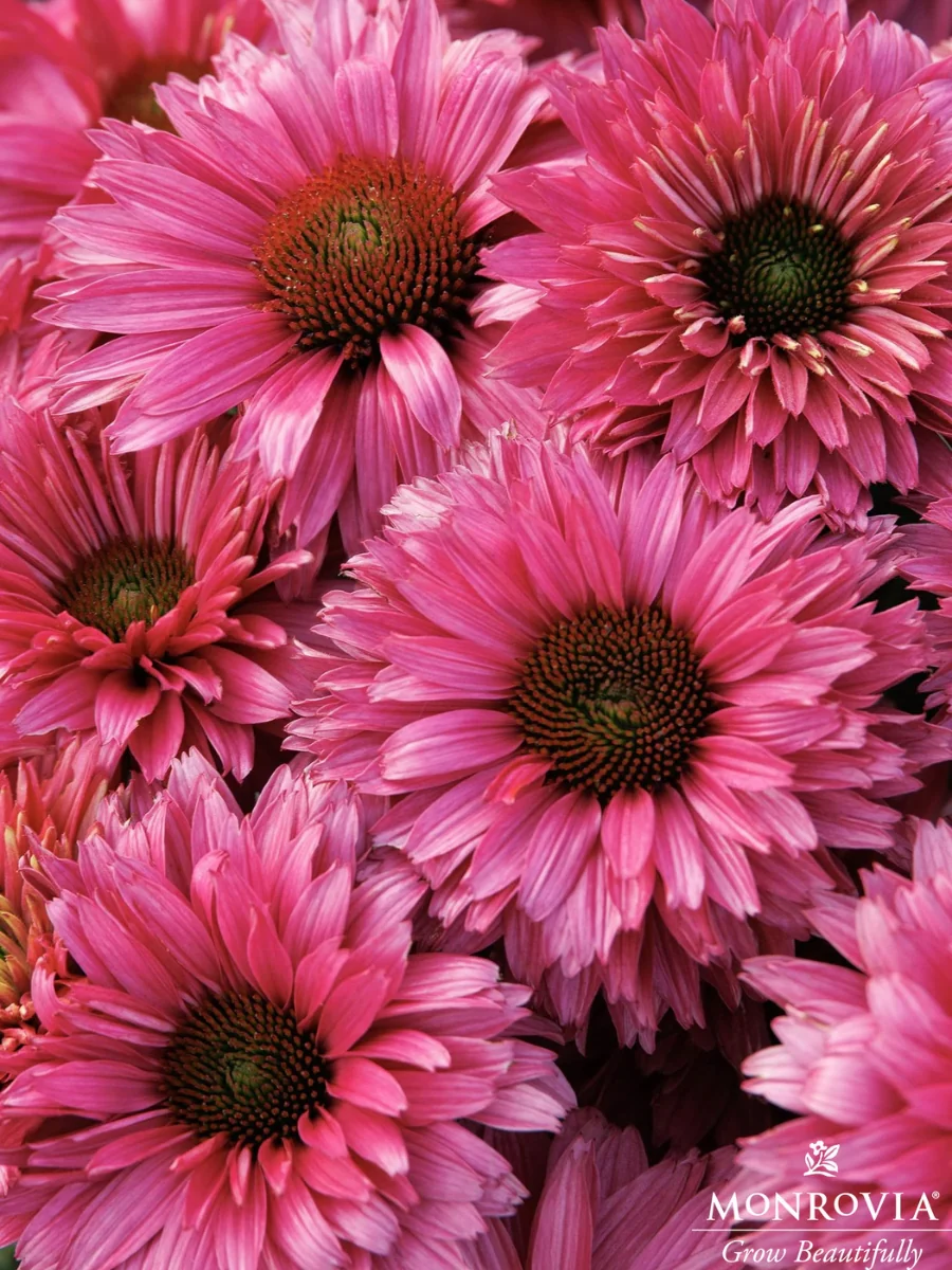 Echinacea 'Sunseekers™ Sweet Fuchsia' Coneflower 1G - Image 2