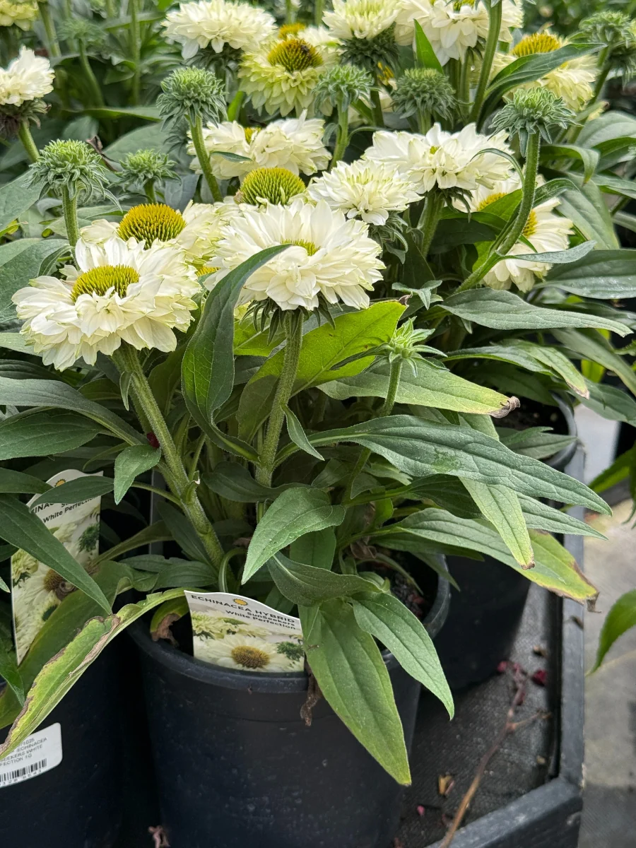 Echinacea Sunseekers™ White Perfection 1G - Image 3