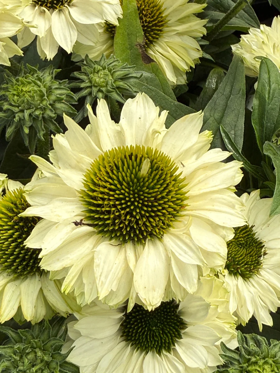 Echinacea Sunseekers™ White Perfection 1G - Image 4