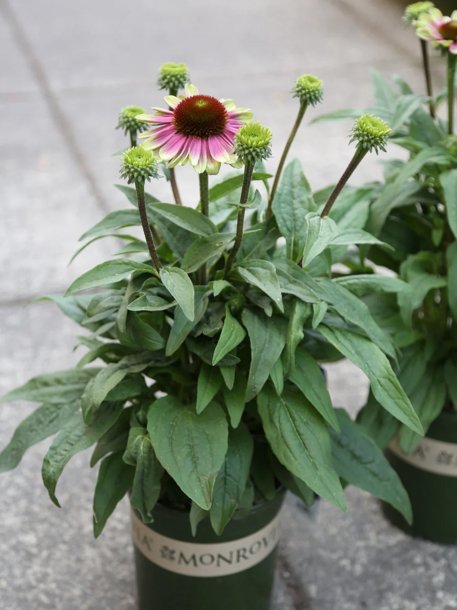 Echinacea 'Sweet Sandia' 1G - Image 3
