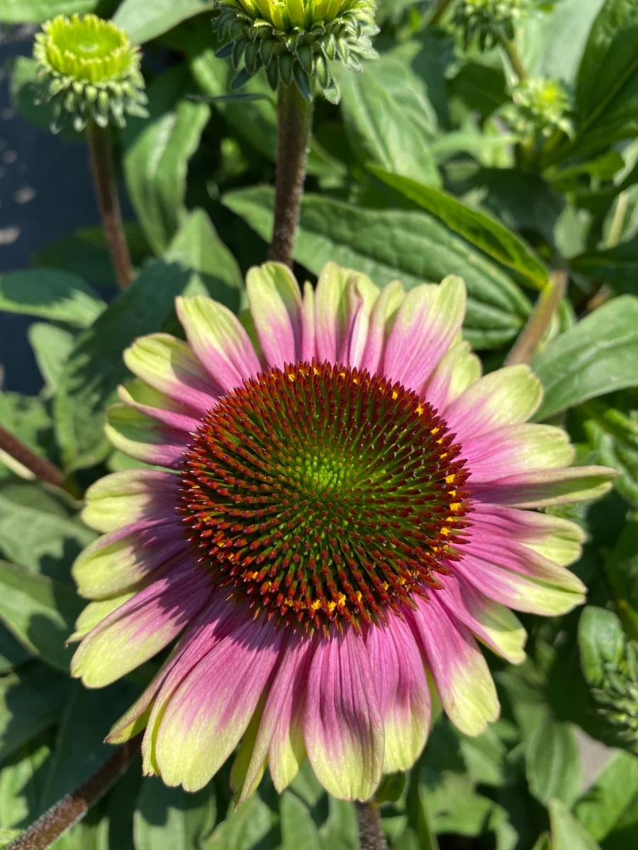 Echinacea 'Sweet Sandia' 1G - Image 4