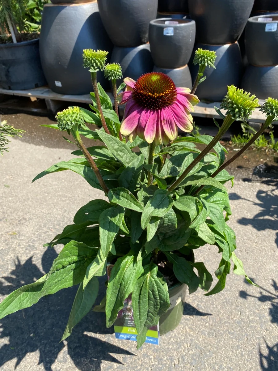 Echinacea 'Sweet Sandia' 1G - Image 5