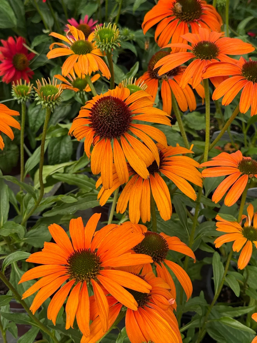 Echinacea 'Tangerine Dream' 1G