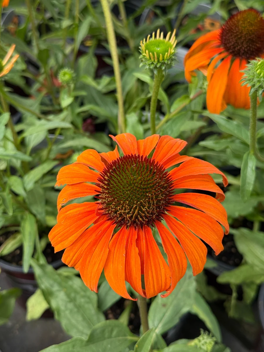 Echinacea 'Tangerine Dream' 1G - Image 2