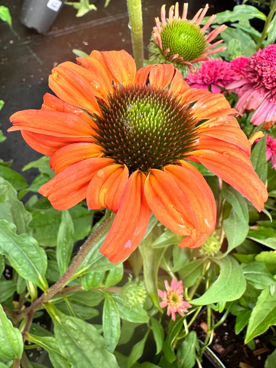 Echinacea 'Tangerine Dream' 1G - Image 3