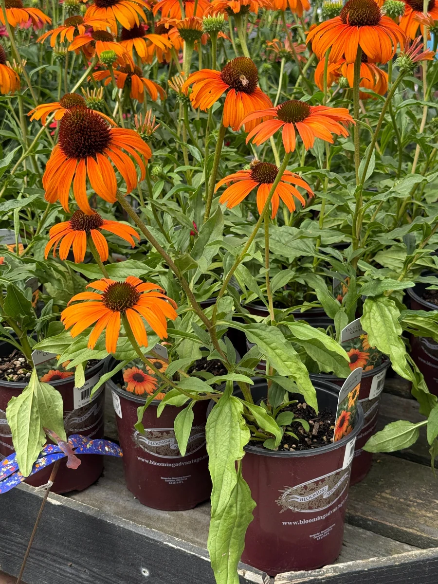 Echinacea 'Tangerine Dream' 1G - Image 4