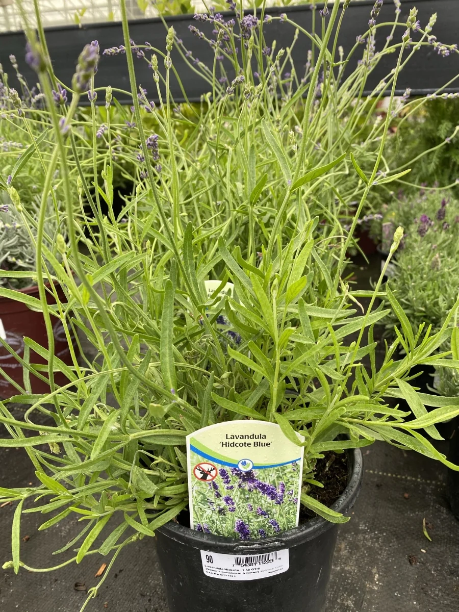 English Lavender | Hidcote - Image 3