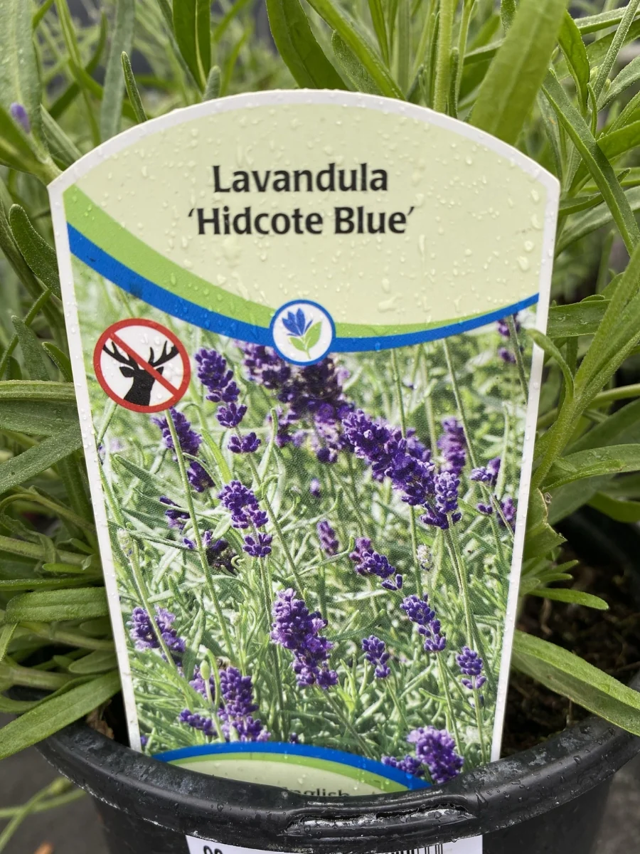 English Lavender | Hidcote - Image 4
