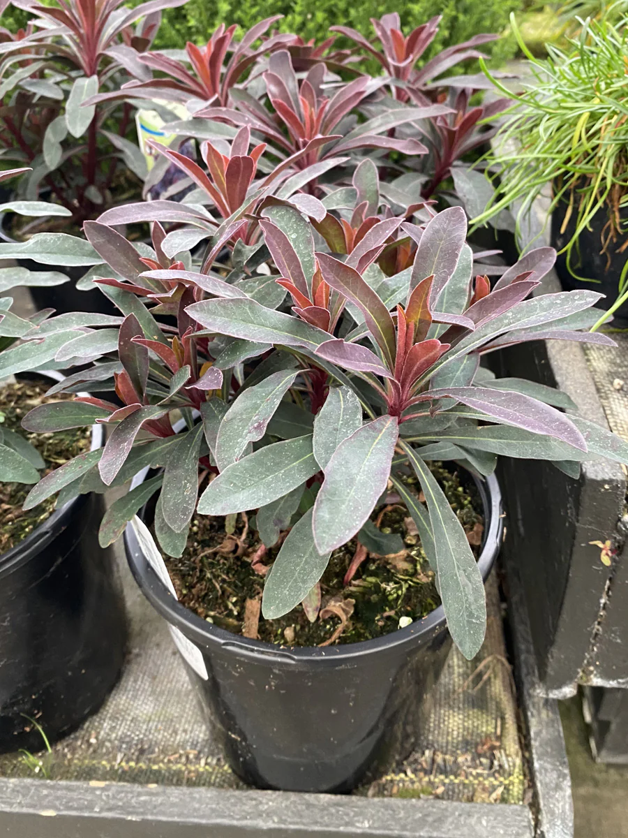Euphorbia 'Miner's Merlot' 1G - Image 3