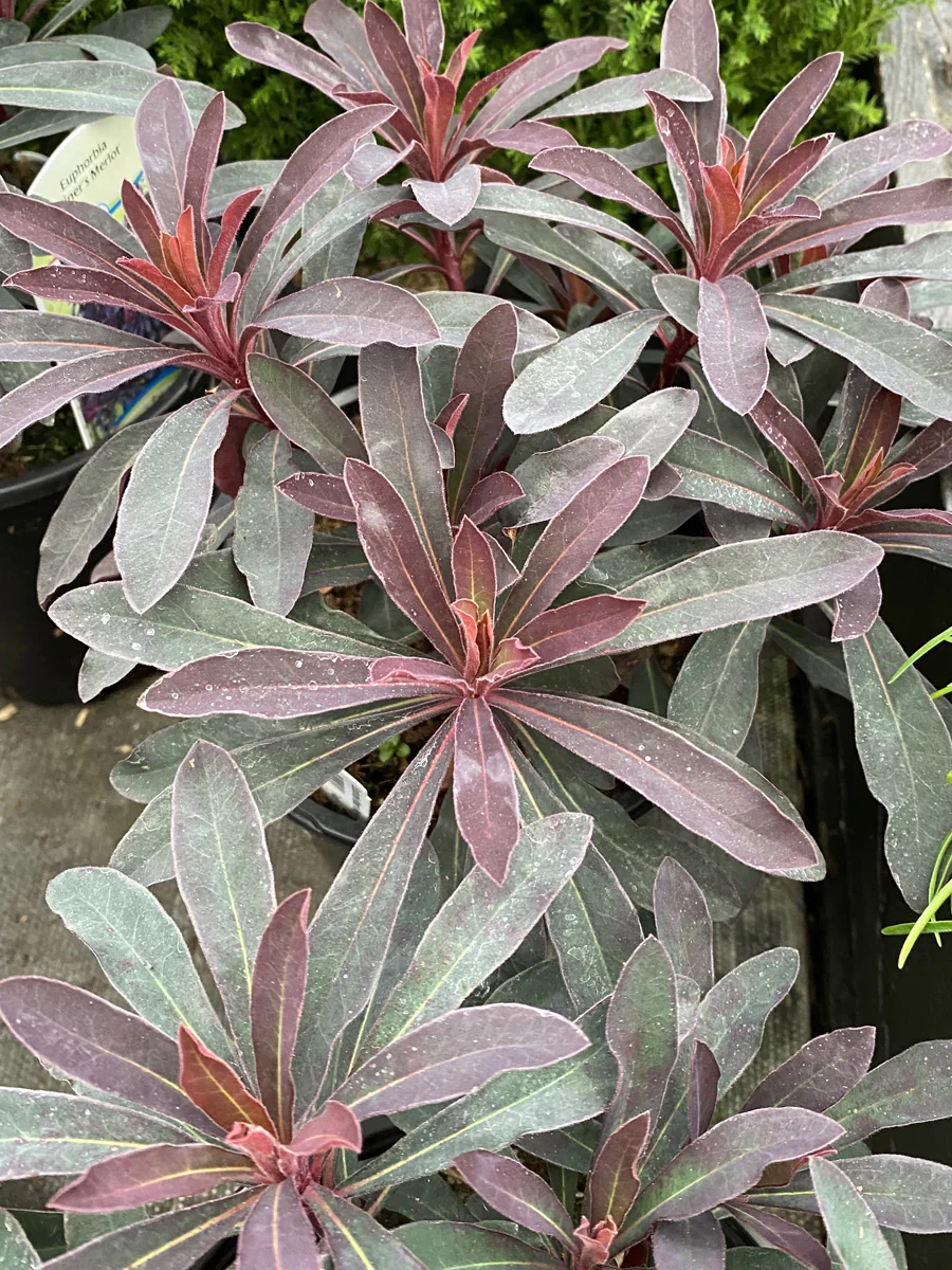 Euphorbia 'Miner's Merlot' 1G - Image 4