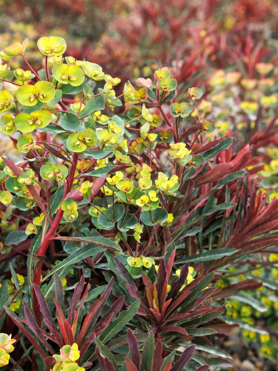 Euphorbia 'Miner's Merlot' 1G - Image 5