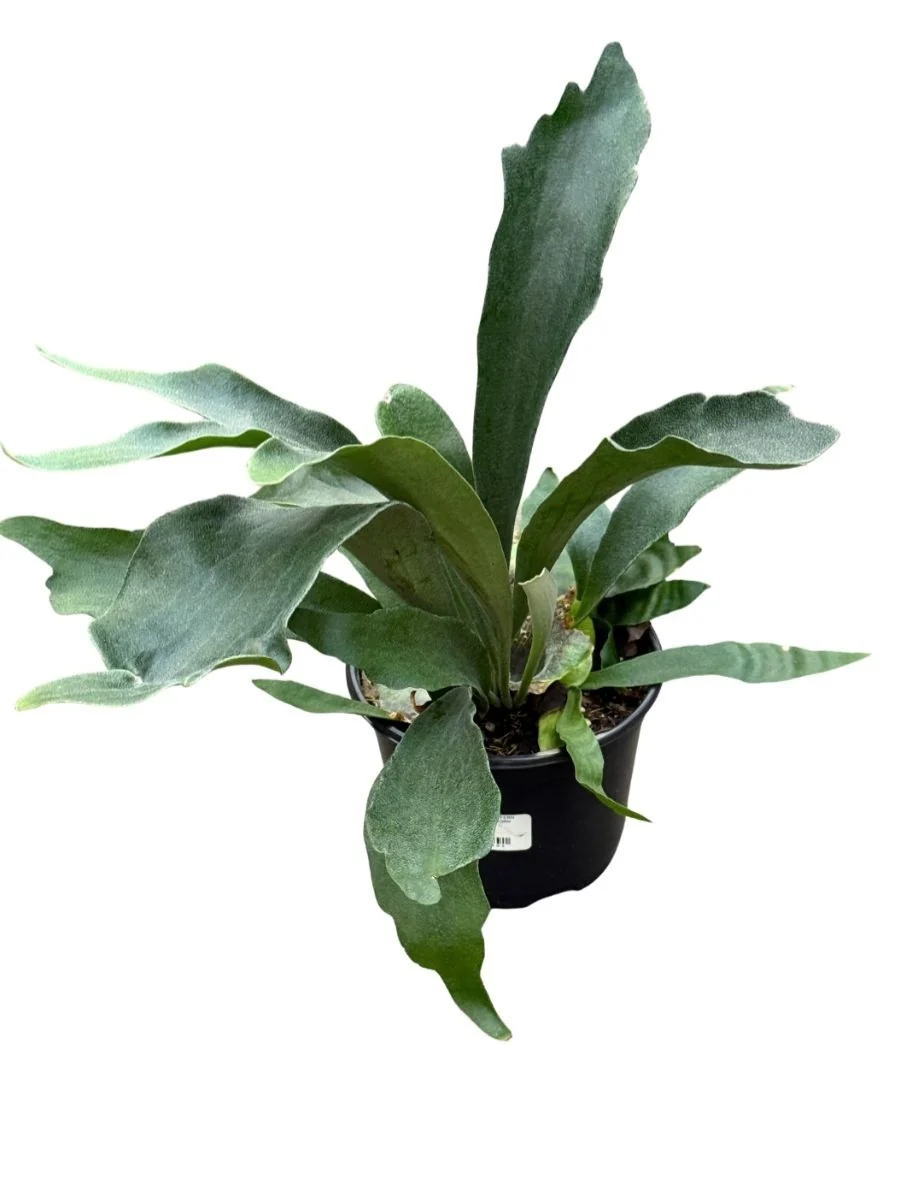 Fern Staghorn 6''