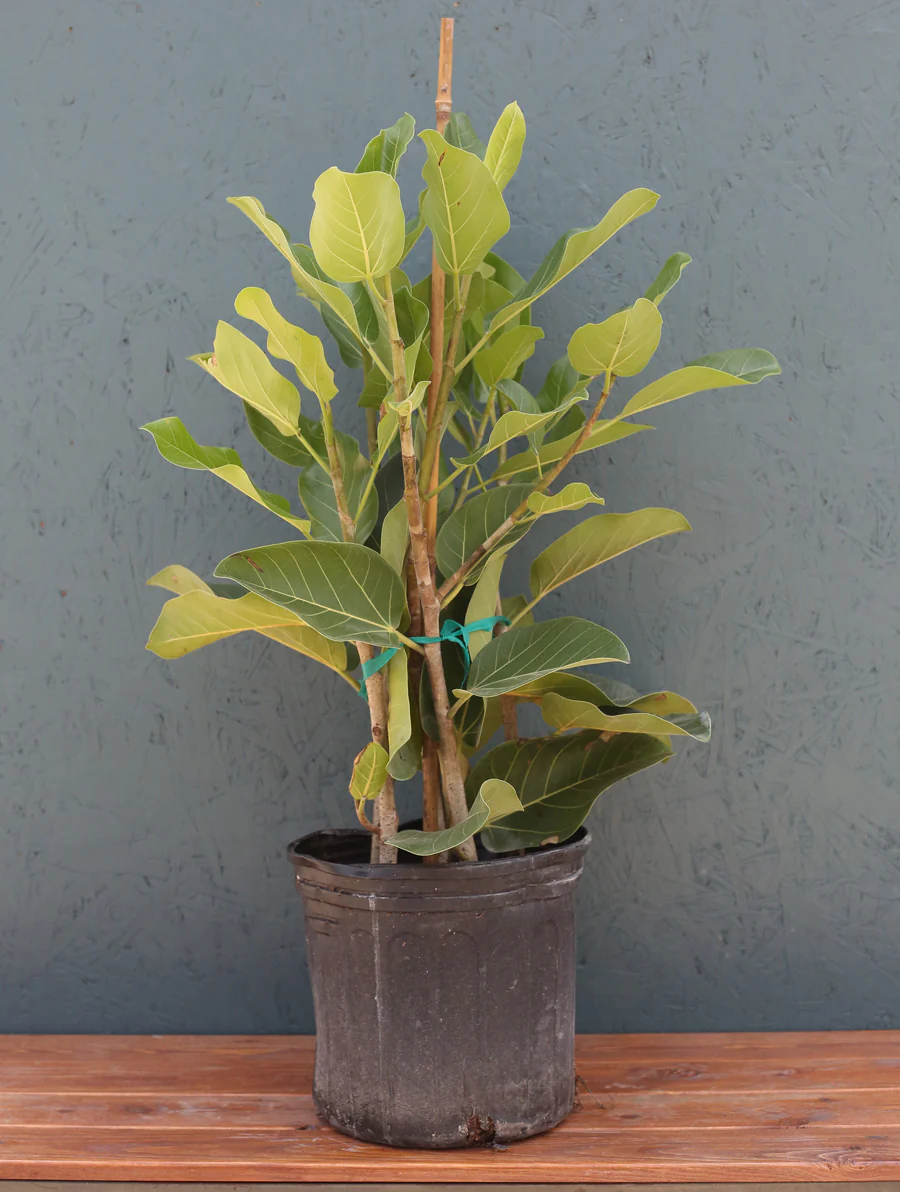 Ficus Audrey Bush 10" - Image 3