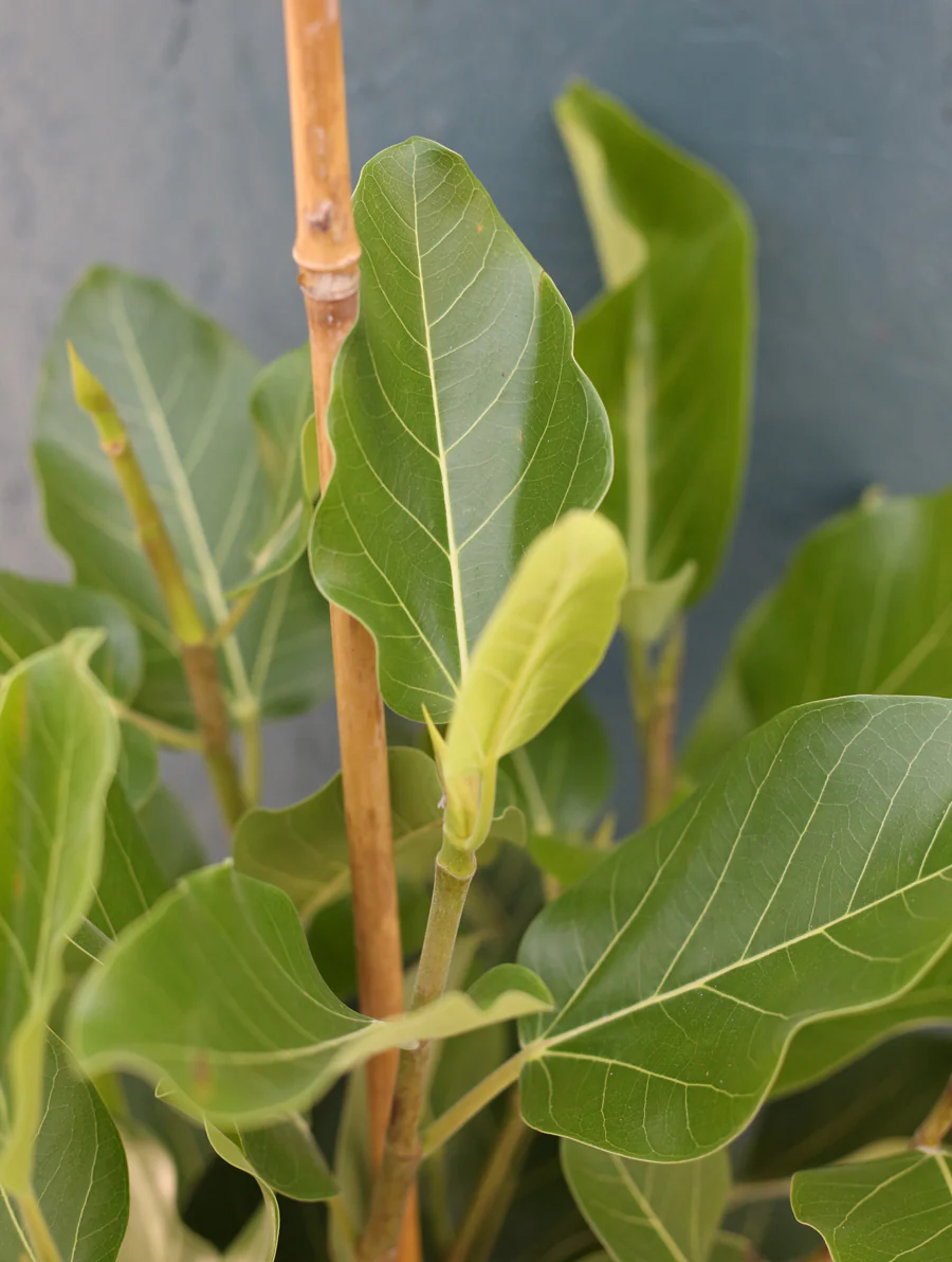 Ficus Audrey Bush 10" - Image 4