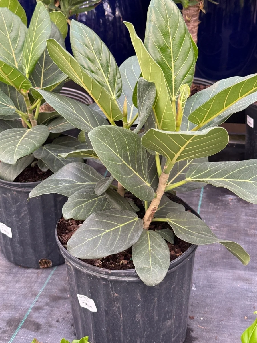 Ficus Audrey Bush 10" - Image 5