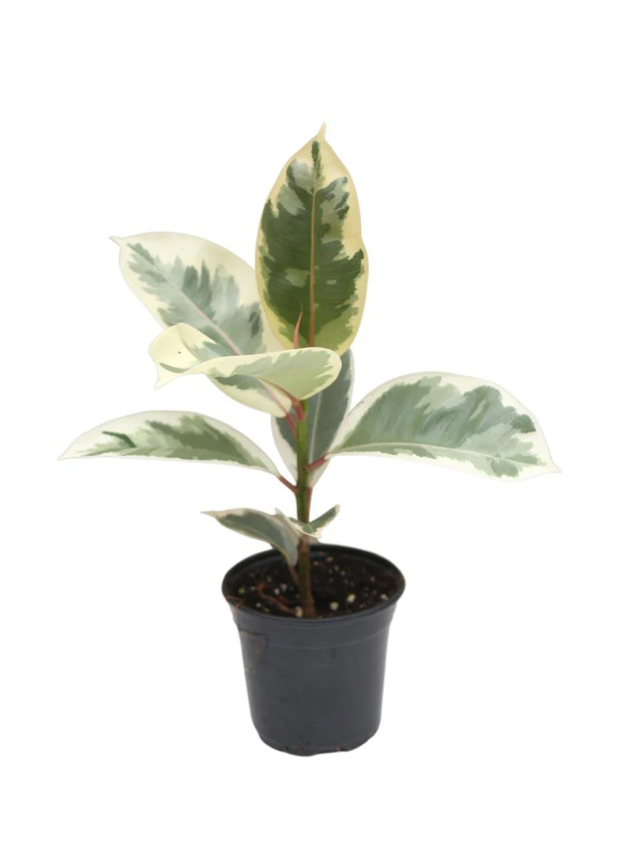Ficus Rubber Plant 'Tineke' - Image 3