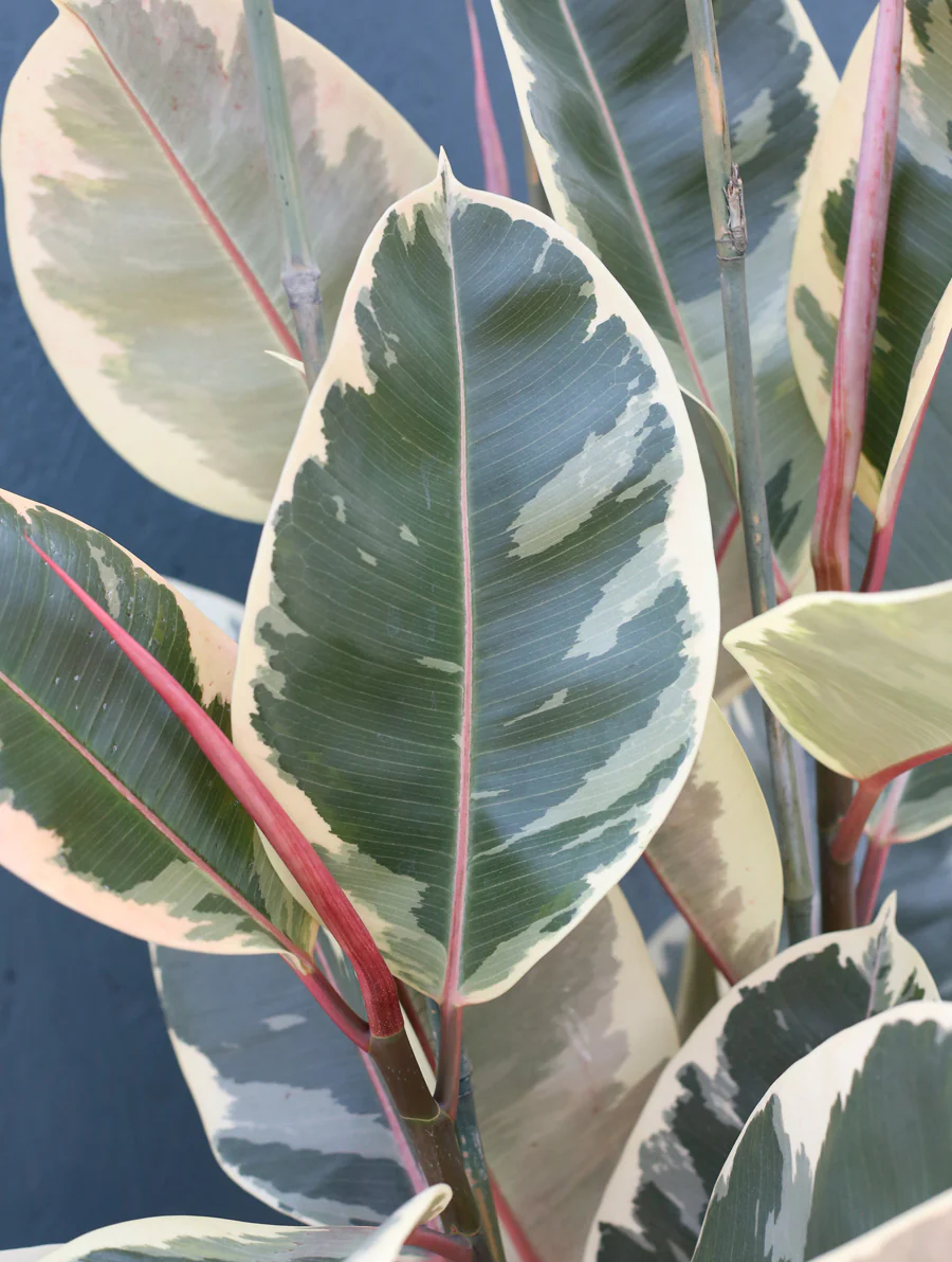 Ficus Rubber Plant 'Tineke' - Image 4