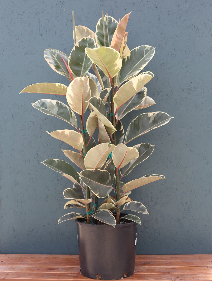 Ficus Rubber Plant 'Tineke' - Image 5