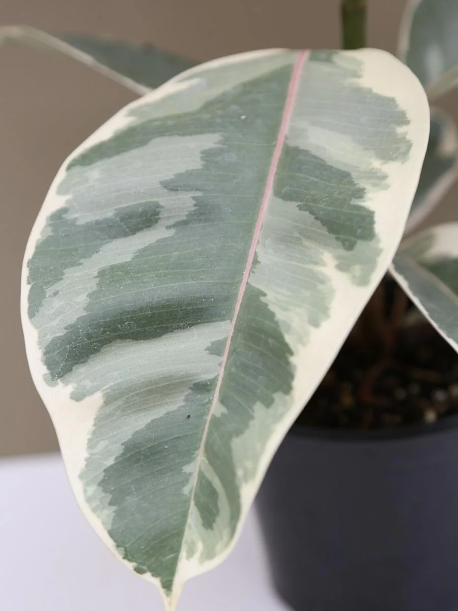 Ficus Rubber Plant 'Tineke' - Image 6