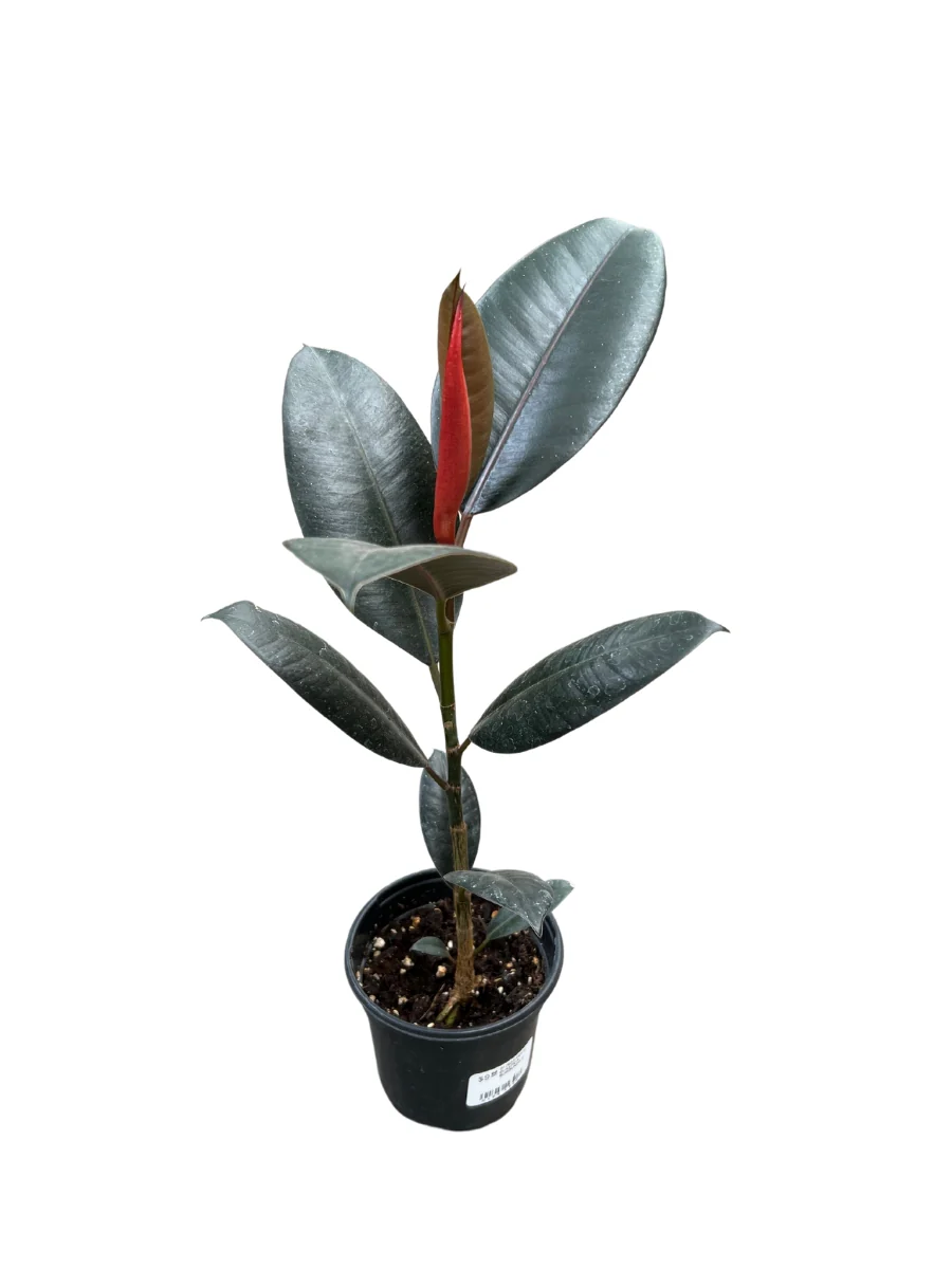 Ficus Rubber Plant Burgundy - Image 3