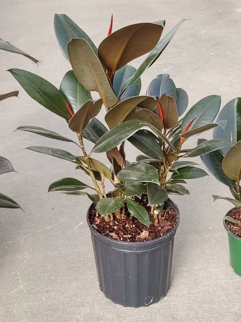 Ficus Rubber Plant Burgundy - Image 4