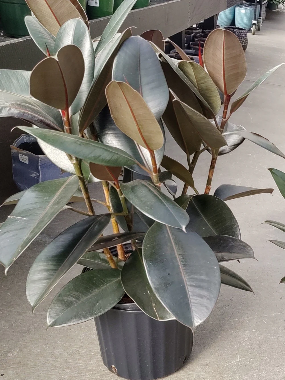 Ficus Rubber Plant Burgundy - Image 5