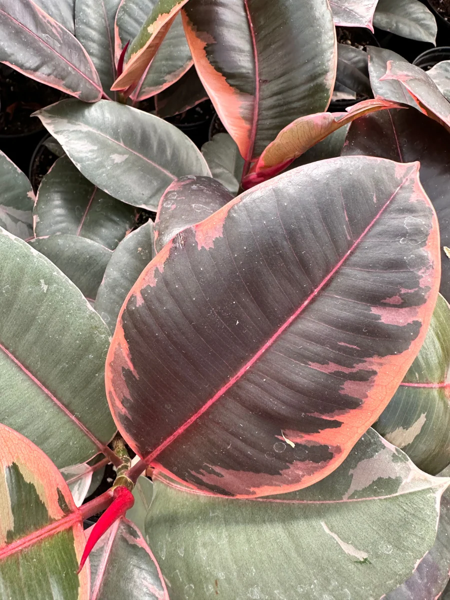 Ficus Rubber Tree 'Ruby' - Image 3
