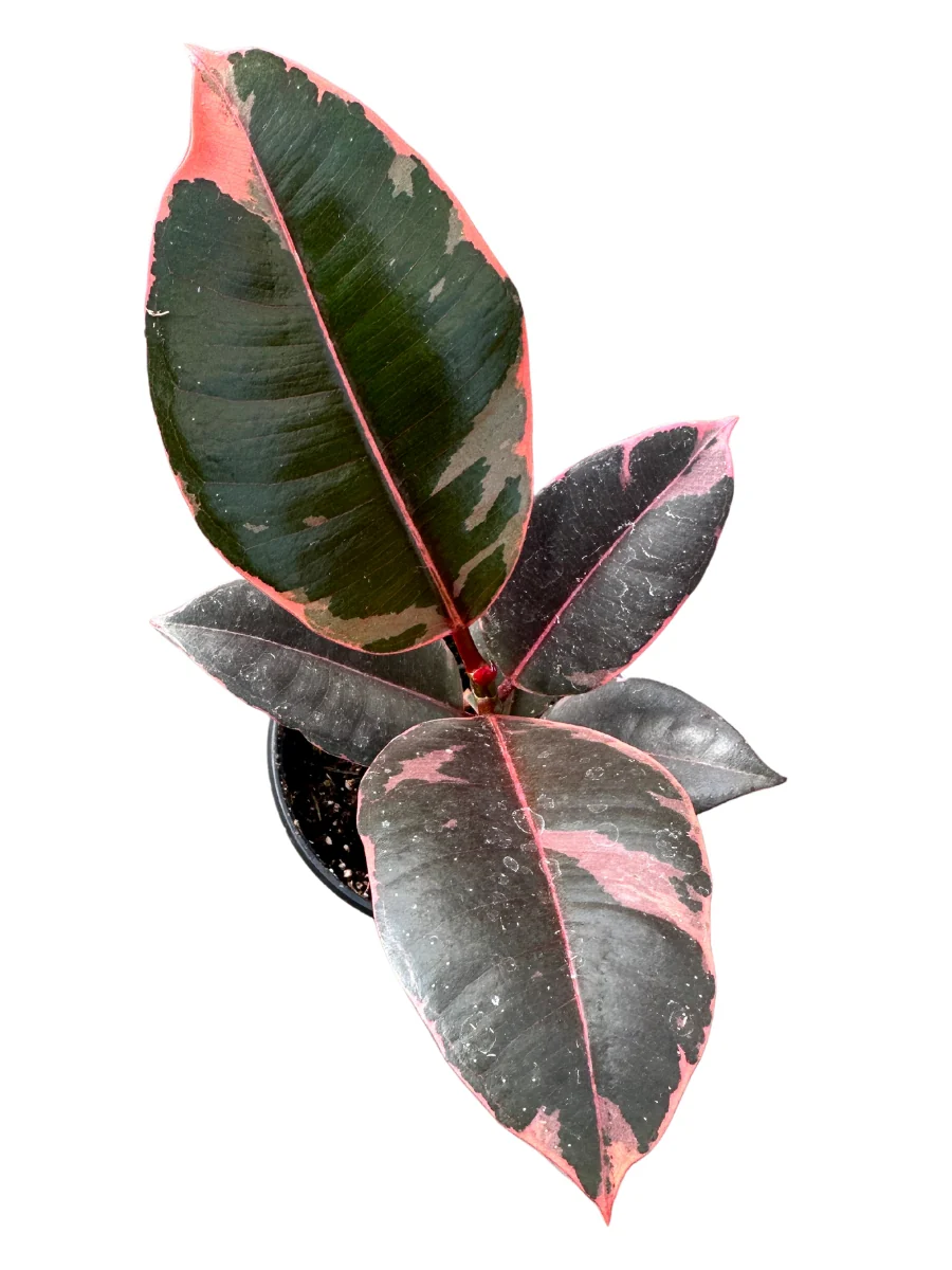 Ficus Rubber Tree 'Ruby' - Image 4