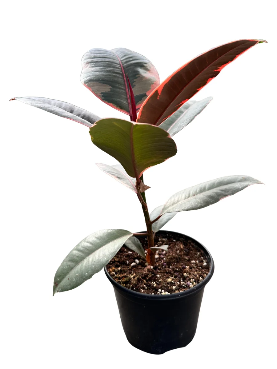 Ficus Rubber Tree 'Ruby' - Image 5