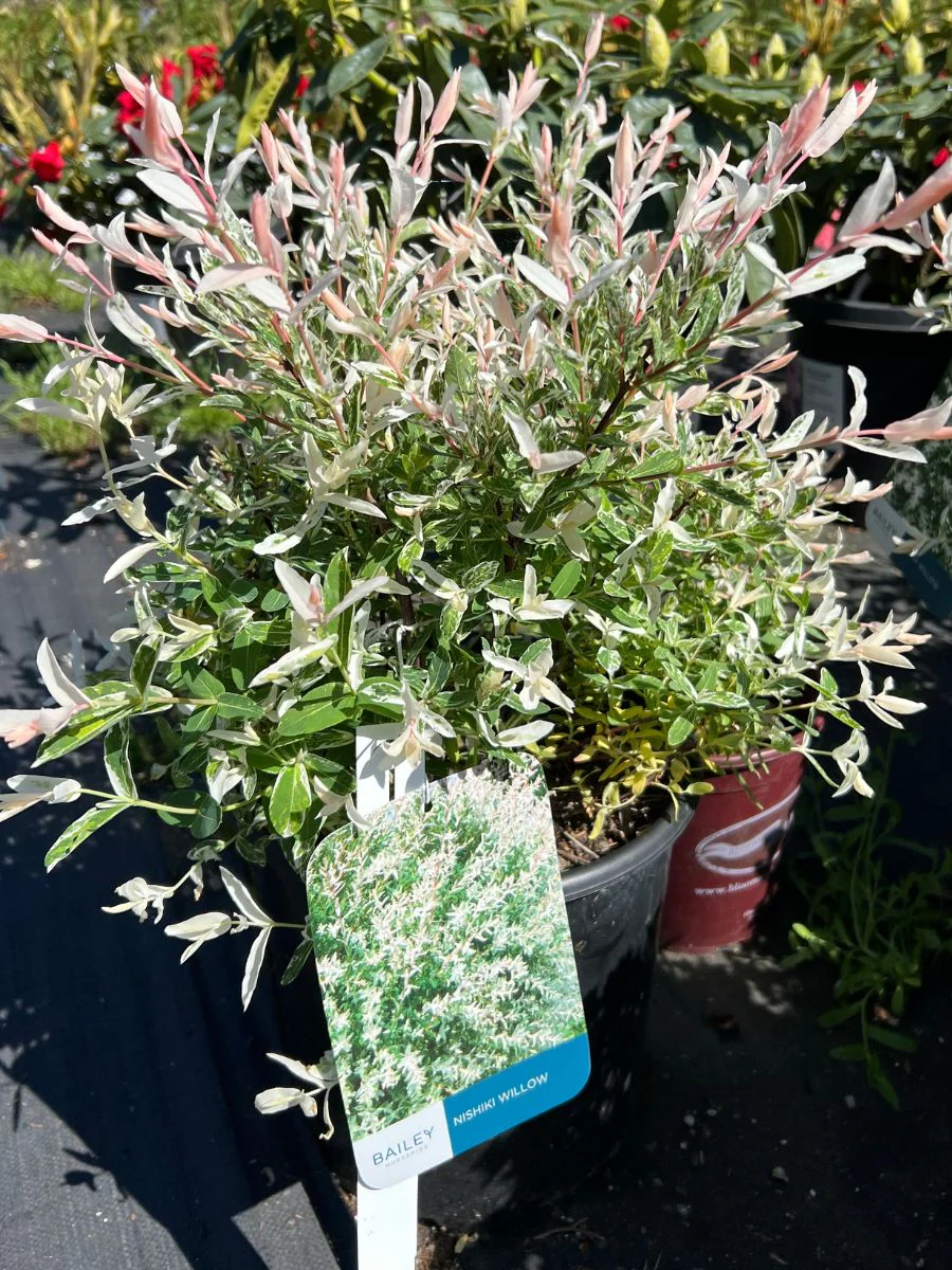 Flamingo Dappled Willow - Image 2