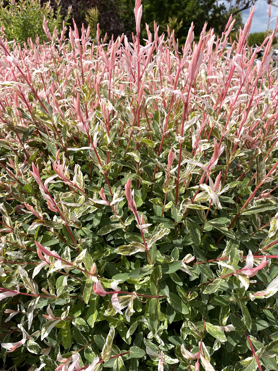 Flamingo Dappled Willow - Image 3