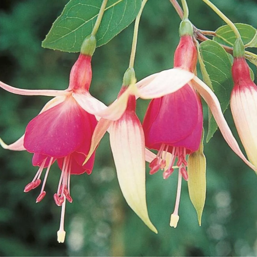 Fuchsia | Cascade 4"