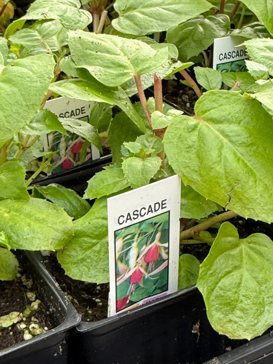 Fuchsia | Cascade 4" - Image 2