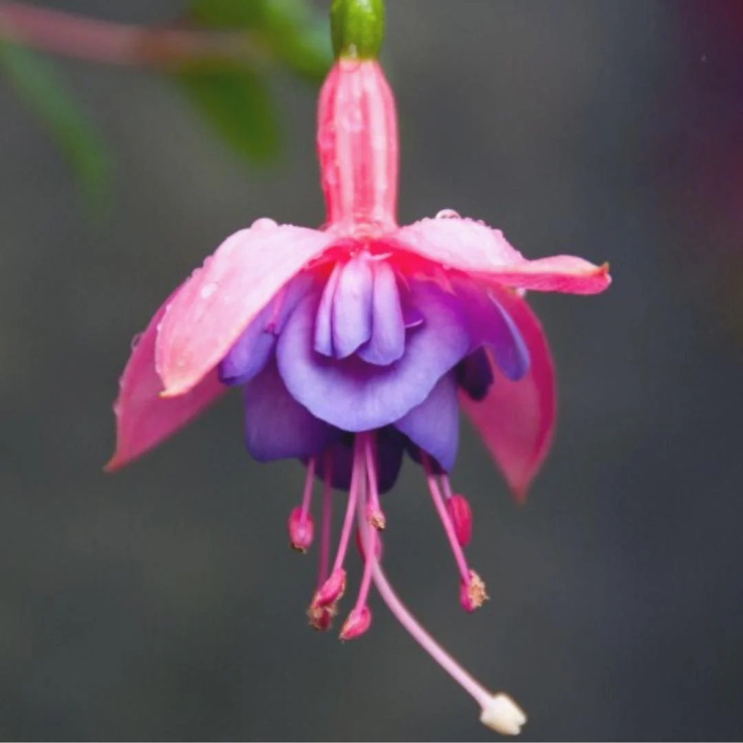 Fuchsia | Emma Louise 4"