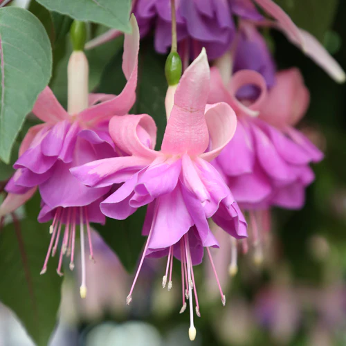 Fuchsia | First Love 4"