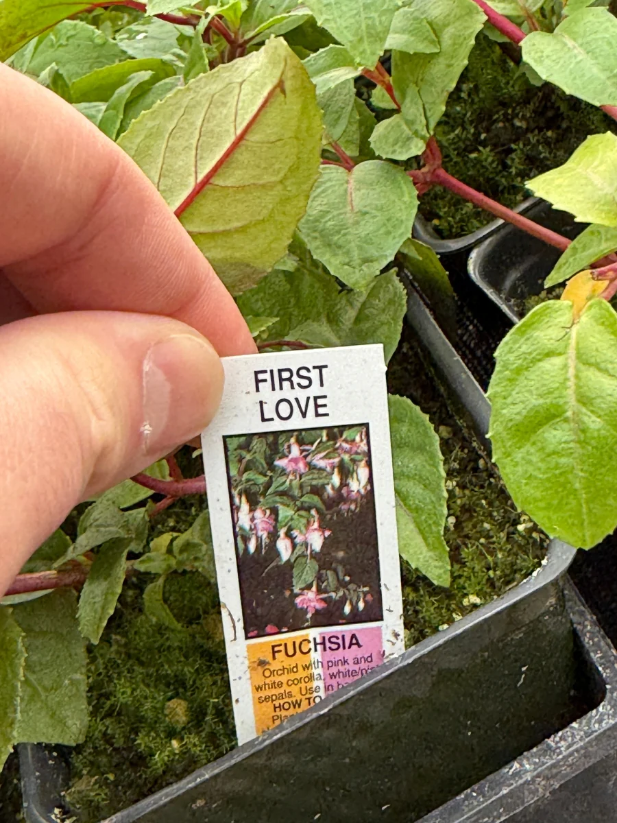 Fuchsia | First Love 4" - Image 2