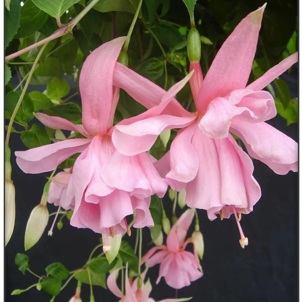 Fuchsia | Julie Horton 4''