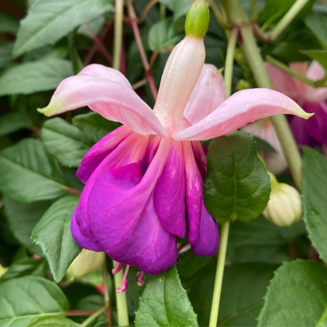 Fuchsia | Lena 4"