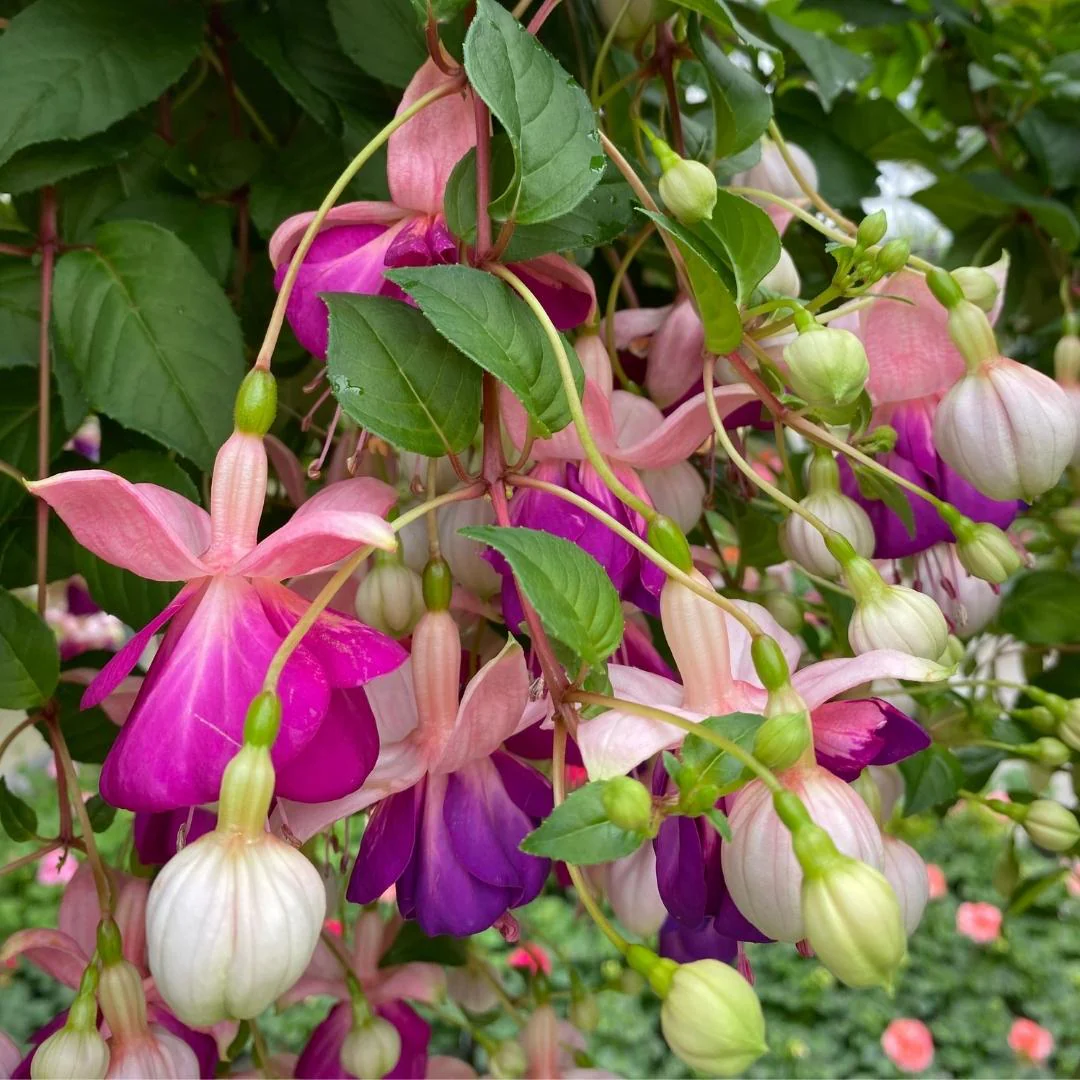 Fuchsia | Lena 4" - Image 2