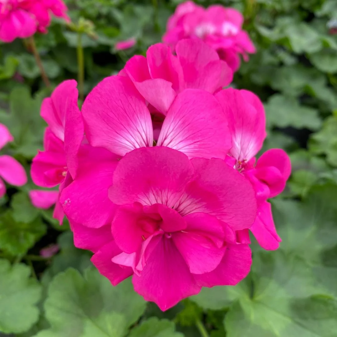 Geranium | Calliope®️ Large Hot Pink 4"