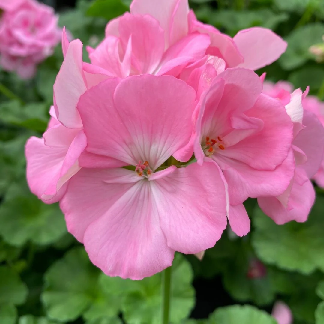 Geranium | Dynamo™ Light Pink 4"