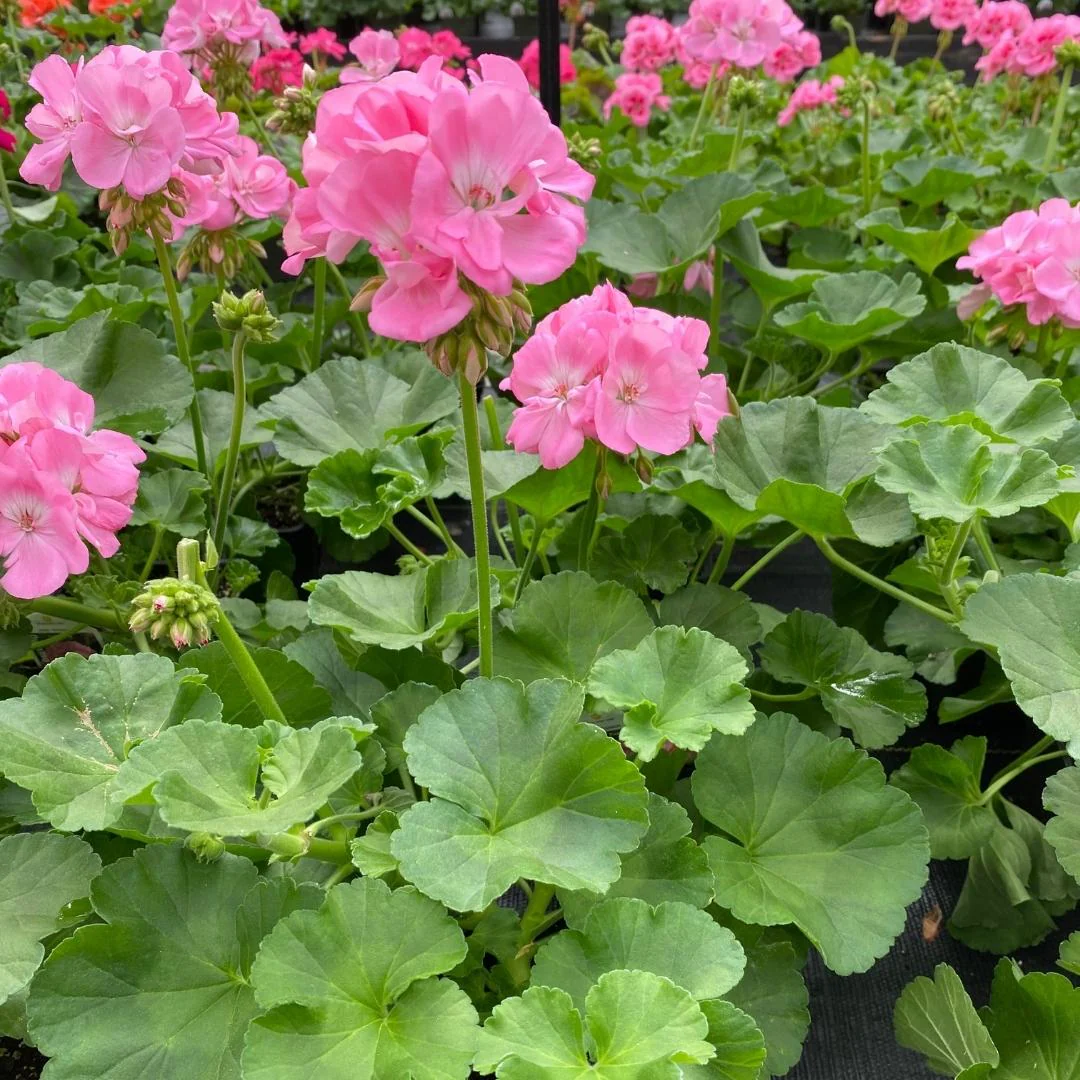 Geranium | Dynamo™ Light Pink 4" - Image 2