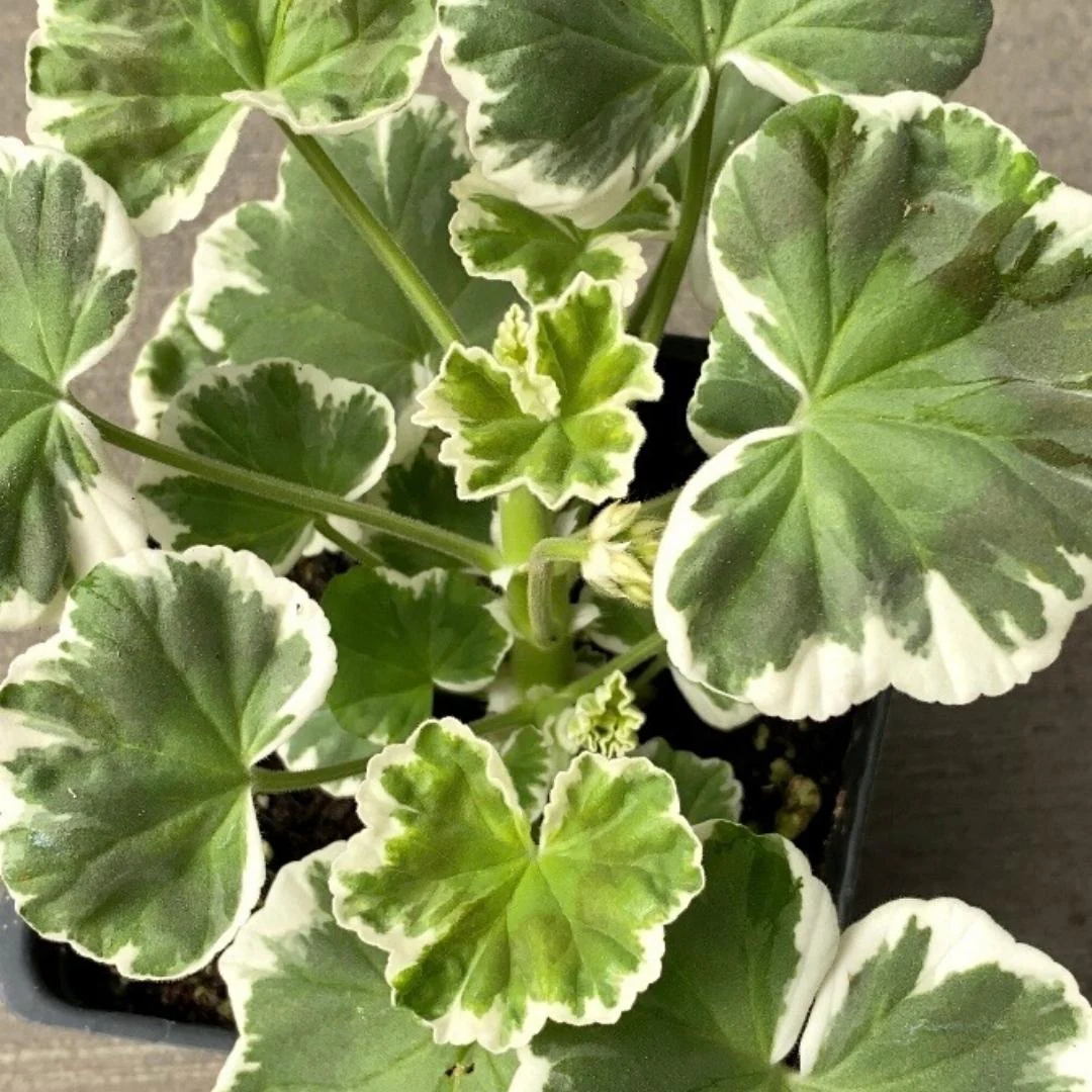 Geranium | Fancy Leaf Wilhelm Langguth 4''