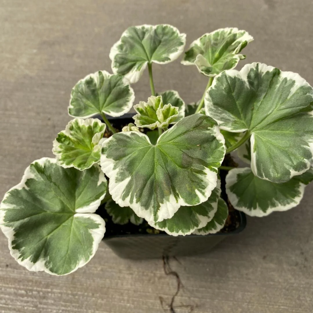 Geranium | Fancy Leaf Wilhelm Langguth 4'' - Image 2